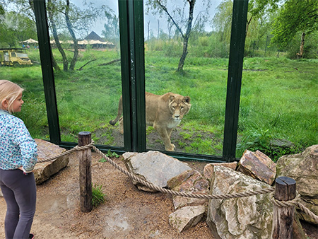 Meisje bij de leeuwen in het Safaripark Beekse Bergen