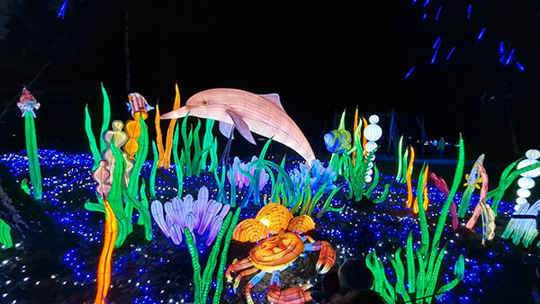 Lichtgevende dolfijn tussen het zeewier op de Light Safari