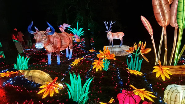 Lichtgevende dieren op de Light Safari