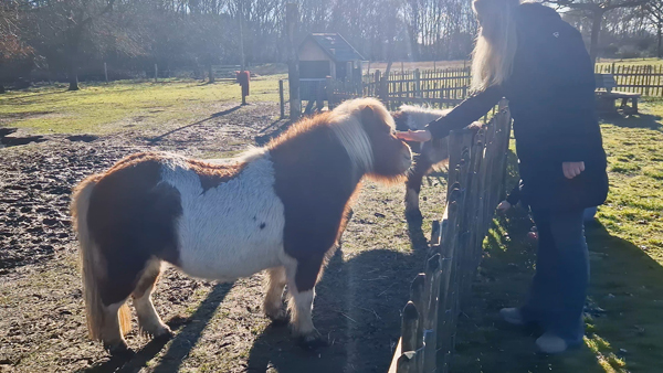 We nemen een kijkje bij de pony's op de kinderboerderij