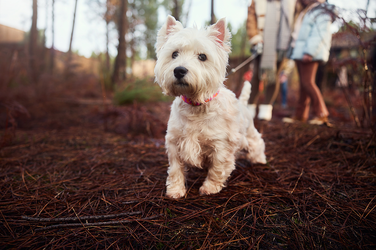 Met je hond naar een vakantiepark | Vakantiepark-gids.nl