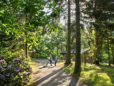 Holiday homes in the middle of the forest at Landal Heideheuvel holiday park