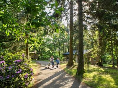 Vakantiehuizen midden in het bos op vakantiepark Landal Heideheuvel