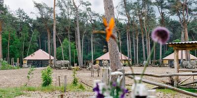 Overnachten tussen de wilde dieren op het Safari Resort Beekse Bergen