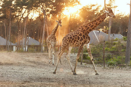 Giraffen rennen door de savanne langs de lodges op Safari Resort Beekse Bergen