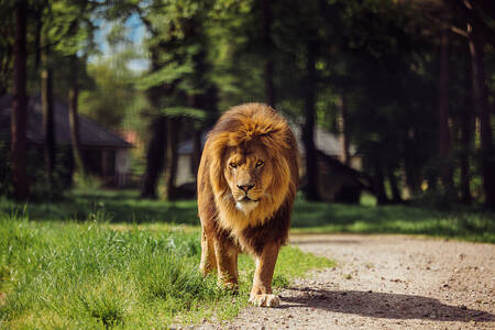 Een leeuw loopt in een dierenweide voor lodges op Safari Resort Beekse Bergen