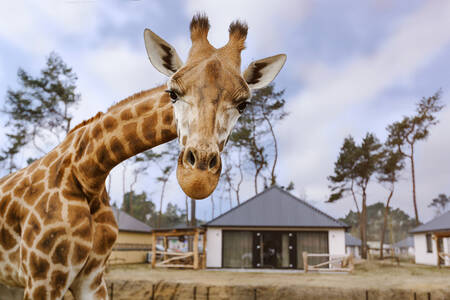 Een giraf in een dierenweide bij een lodge op Safari Resort Beekse Bergen