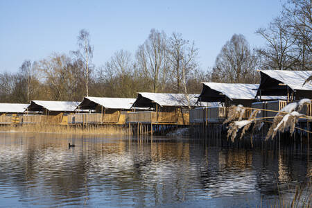 Glamping accommodatie van het type "Waterlodge" aan het meer op vakantiepark BreeBronne