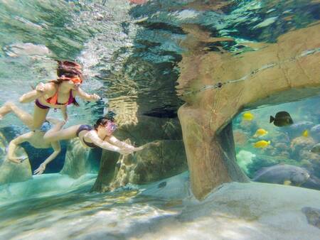 Snorkelen tussen de subtropische vissen in het Aqua Mundo van Center Parcs De Vossemeren