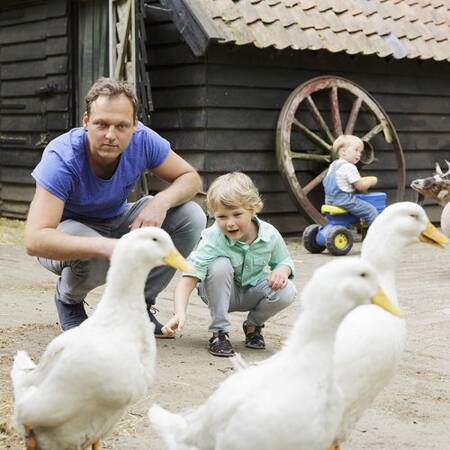 Kinderboerderij. met konijnen, geiten en andere dieren op Center Parcs Het Meerdal