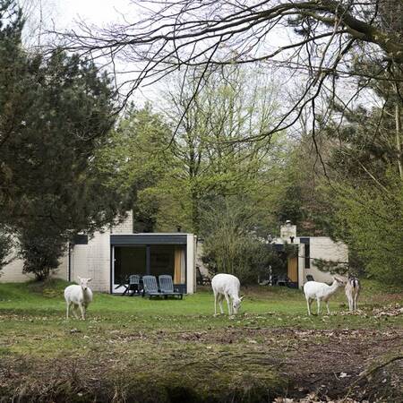 Loslopende witte herten die vrij door het park lopen op Center Parcs Het Meerdal