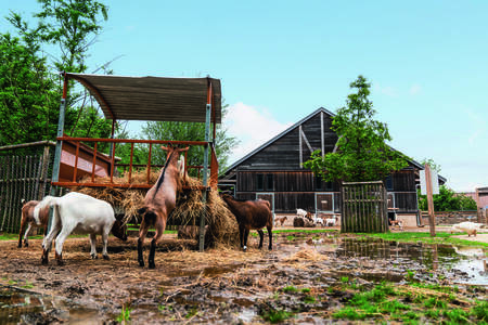 Geiten in de Bellevie Animal Farm op Center Parcs Villages Nature Paris