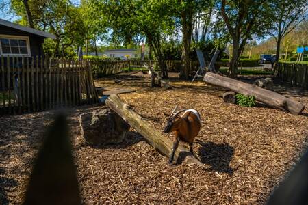 Geiten in de dierenweide op vakantiepark EuroParcs Buitenhuizen