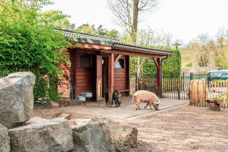Twee varkens in de dierenweide op vakantiepark Europarcs de Achterhoek