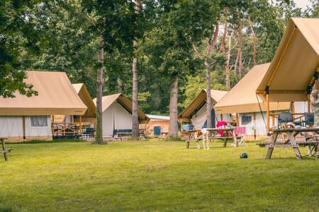 Glampingtenten op een kampeerveld op vakantiepark EuroParcs Reestervallei