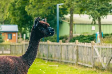 Alpaca in de alpacaweide op vakantiepark EuroParcs Zuiderzee