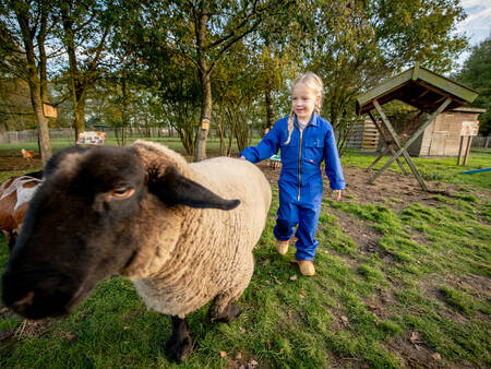 Kindje met een schaap in de kinderboerderij op vakantiepark Landal Aelderholt