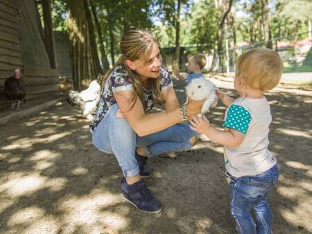 Kinderboerderij op vakantiepark Landal De Lommerbergen