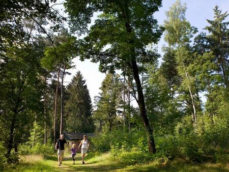 Landal Heideheuvel ligt midden in de bossen van de Veluwe