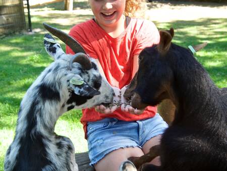 Kind met 2 geitjes in de kinderboerderij op vakantiepark Landal Heihaas