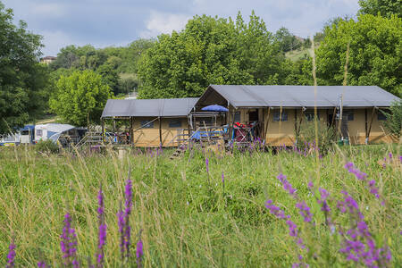 Safaritenten op een veld op vakantiepark RCN Le Moulin de la Pique