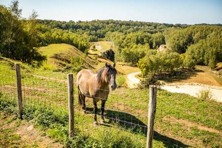 Paard in de wei in de heuvels van Zuid-Limburg nabij vakantiepark Resort mooi Bemelen