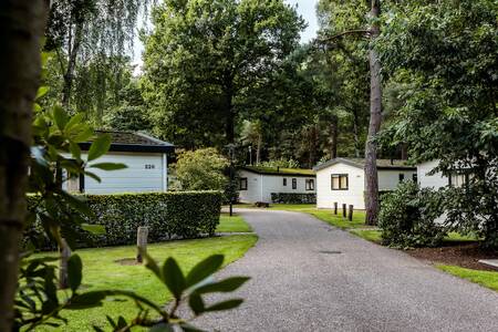 Vakantiehuizen op vakantiepark Roompot Bospark de Schaapskooi