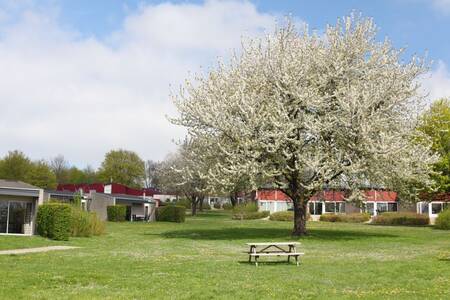 Bungalows aan een groot grasveld op vakantiepark Roompot Bungalowpark Schin op Geul