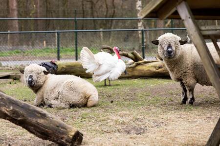 Dieren van de kinderboerderij op vakantiepark Roompot De Veluwse Hoevegaerde