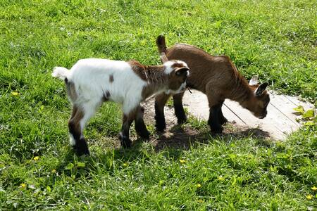 Geitjes in de kinderboerderij op vakantiepark Buitenplaats Holten