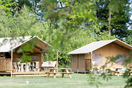 Safaritenten op een veldje op vakantiepark Witterzomer